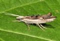 Ypsolopha scabrella